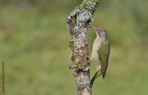 Female european green woodpecker on a branch
