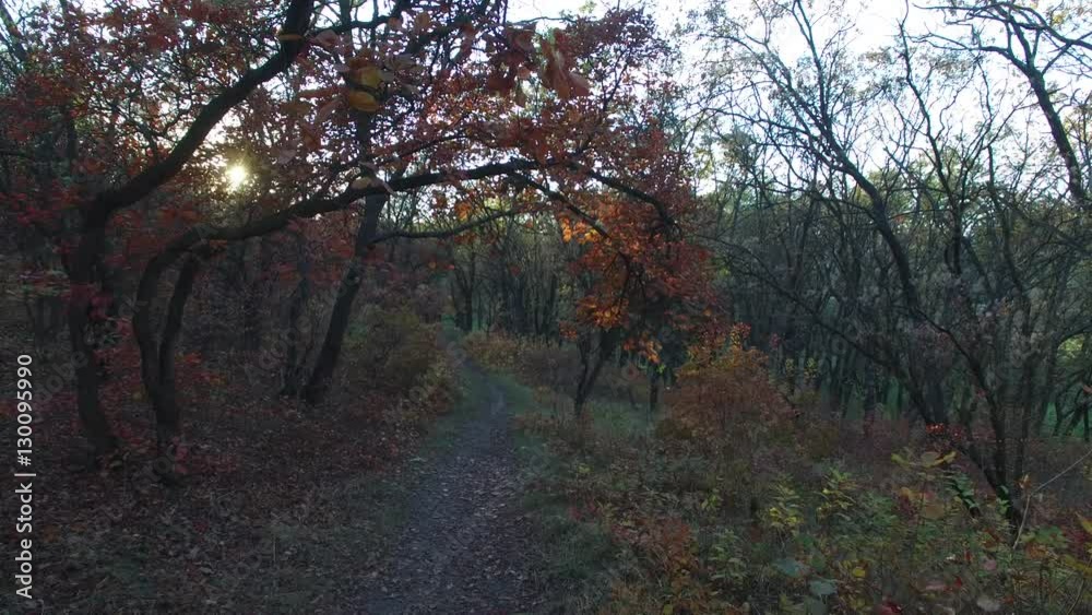 Wonderful sunset in the autumn forest. Rays of setting sun illuminate colorful leaves of trees. Trail goes into the distance through the trees. Wonderful sunset in the autumn forest. Rays of setting sun illuminate colorful leaves of trees. Trail goes into the distance through the trees.