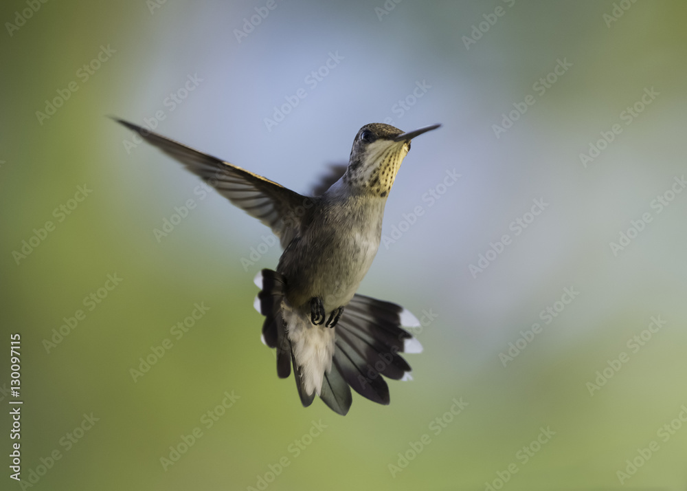 Fototapeta premium Black-Chinned Hummingbird Ballet