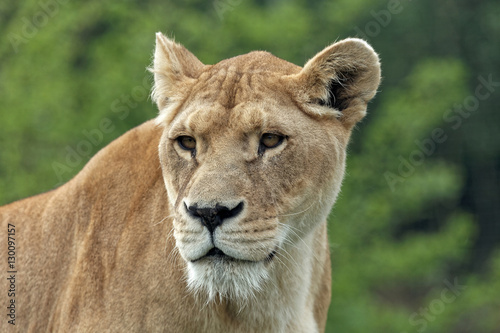 Panthera leo (lionne, lioness) 