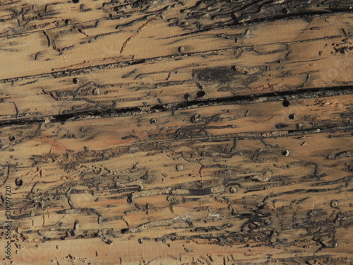 Fototapeta Naklejka Na Ścianę i Meble -  Rough wooden surface background