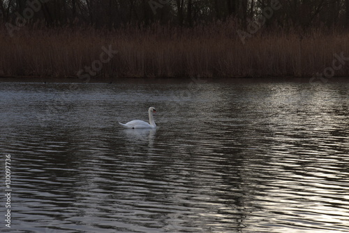 A lonely swan