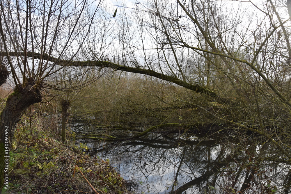 Willow in the biesbosch