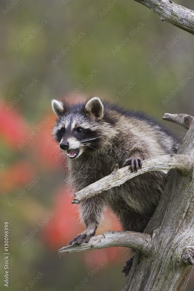 Raccoon (racoon) (Procyon lotor) in a tree with an open mouth, in captivity, Minnesota Wildlife Connection, Minnesota Raccoon (racoon) (Procyon lotor) in a tree with an open mouth, in captivity, Minnesota Wildlife Connection, Minnesota
