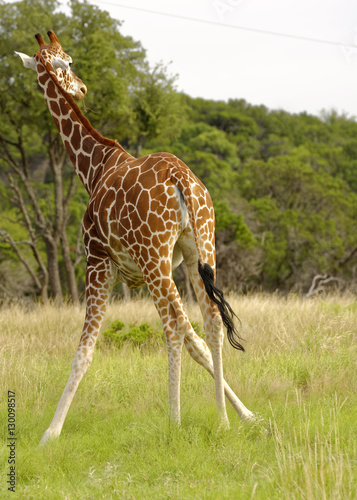 Giraffe standing in grassland with splayed legs