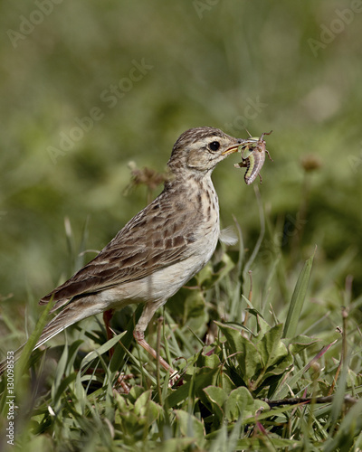 Wallpaper Mural African pipit (grassland pipit) (grassveld pipit) (Anthus cinnamomeus) with a grasshopper, Ngorongoro Crater, Tanzania Torontodigital.ca