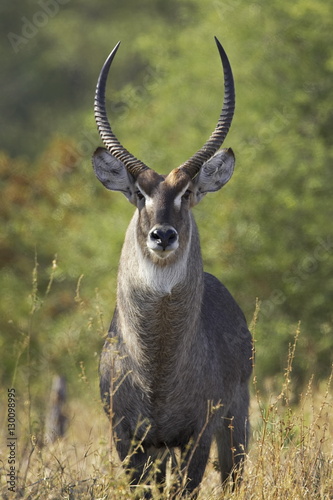 Male common waterbuck, or Ellipsen waterbuck, (Kobus ellipsiprymnus ellipsiprymnus), Greater Limpopo Transfrontier Park, encompassing the former Kruger National Park photo