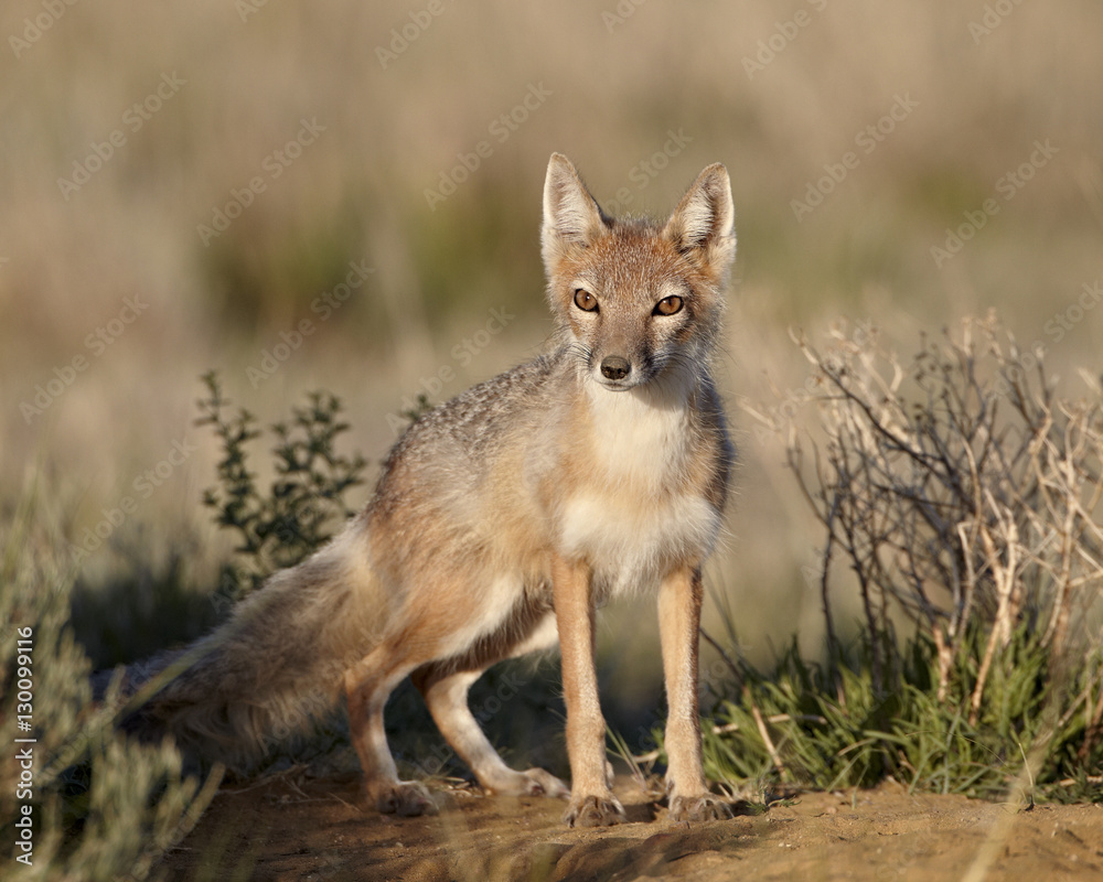 Swift fox (Vulpes velox), Pawnee National Grassland, Colorado Swift fox (Vulpes velox), Pawnee National Grassland, Colorado