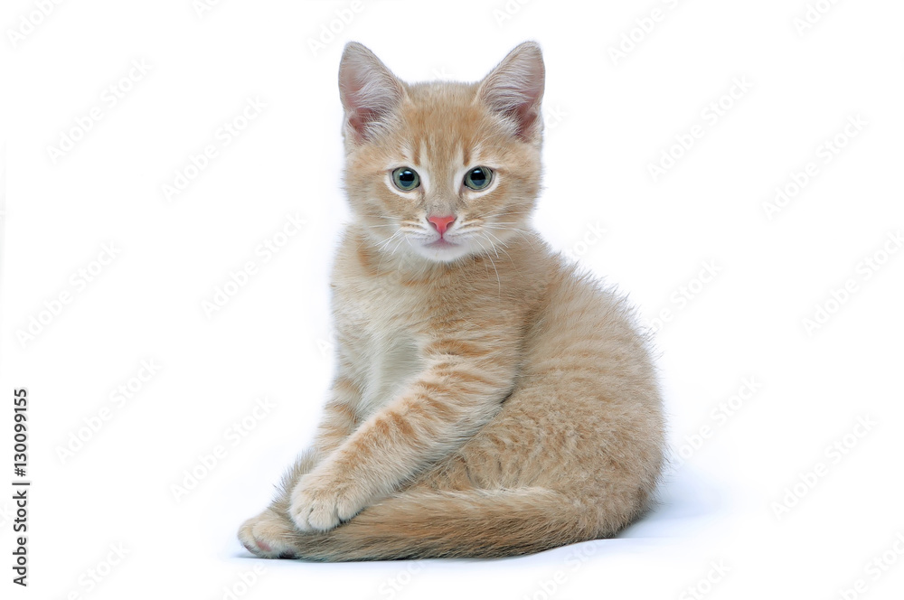Obraz premium Portrait of the red kitten isolated on a white background