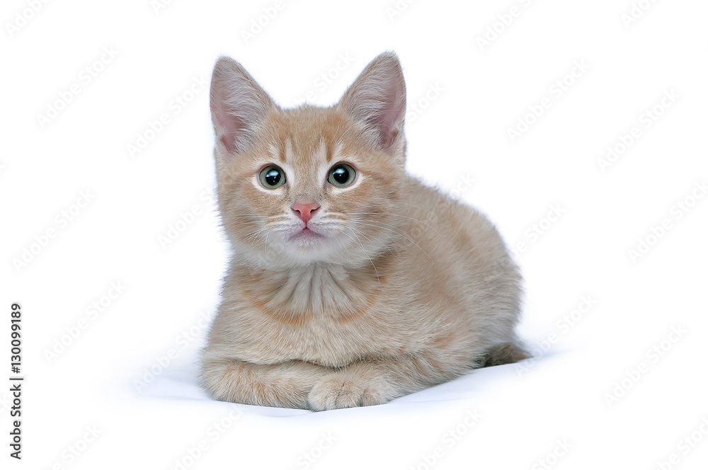 Obraz premium Portrait of the cute little red kitten