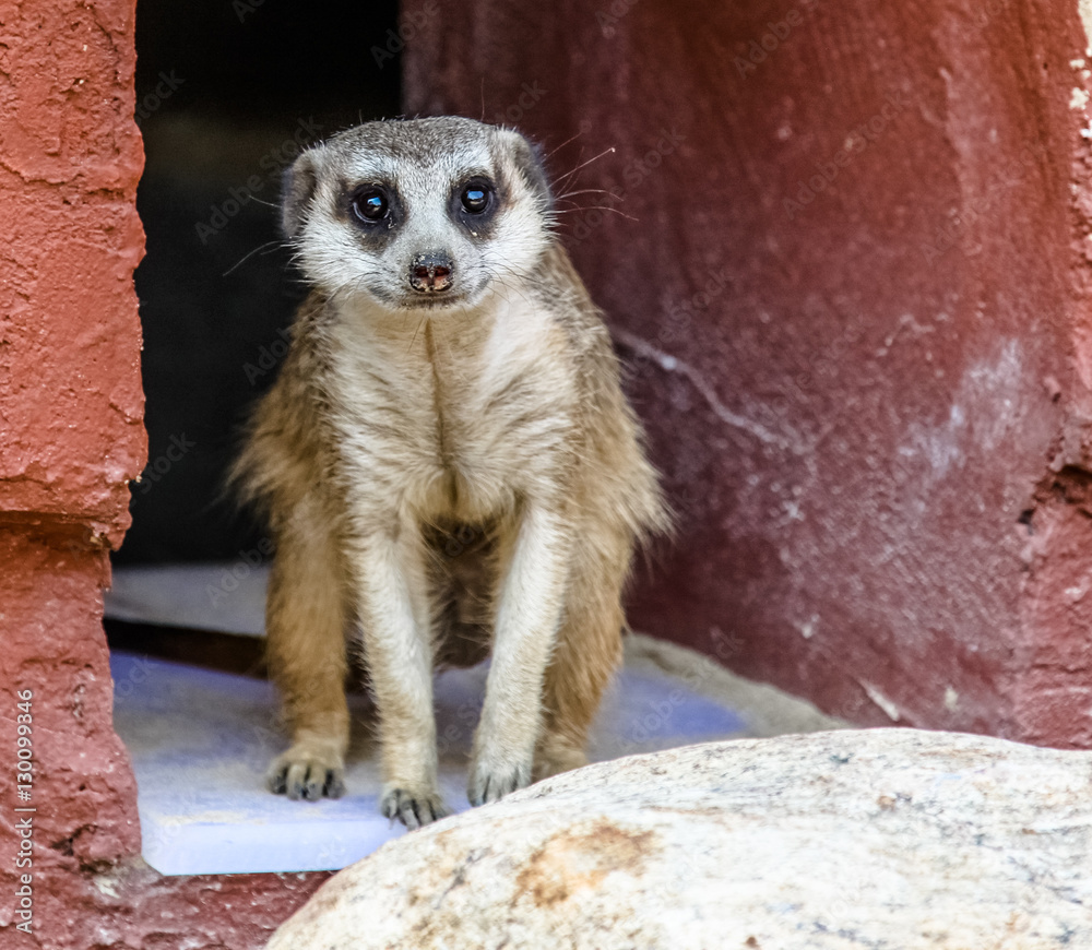Fototapeta premium Meerkat