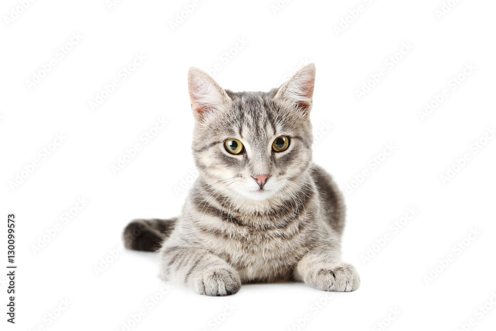 Fototapeta premium Piękny szary kot odizolowywający na bielu