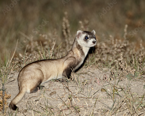 Black-footed ferret (American polecat) (Mustela nigripes) with a hair-dye marker to indicate that it was treated by the wildlife biologist, Buffalo Gap National Grassland, Conata Basin, South Dakota