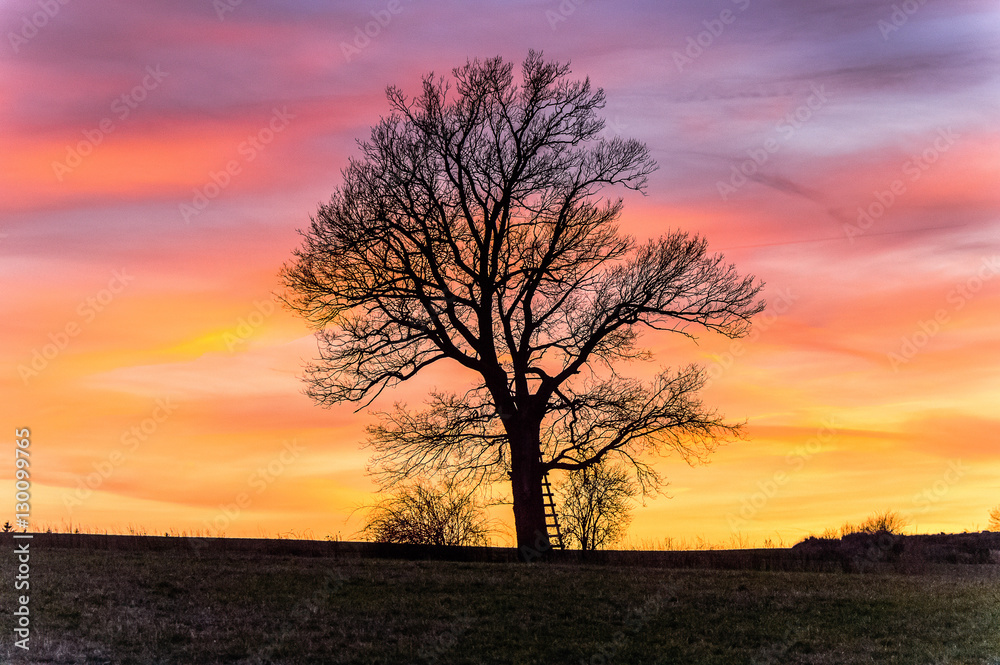 An alone tree against a picturesque background An alone tree against a picturesque background