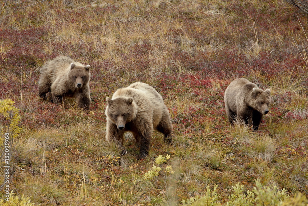 Grizzly bear (Ursus arctos horribilis) with two yearling cubs, Denali National Park, Alaska Grizzly bear (Ursus arctos horribilis) with two yearling cubs, Denali National Park, Alaska