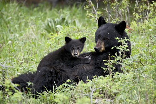 Black bear (Ursus americanus) sow nursing a spring cub, Yellowstone National Park, Wyoming photo