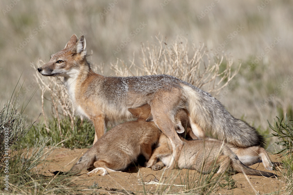 Swift fox (Vulpes velox) vixen nursing her four kits at their den, Pawnee National Grassland, Colorado