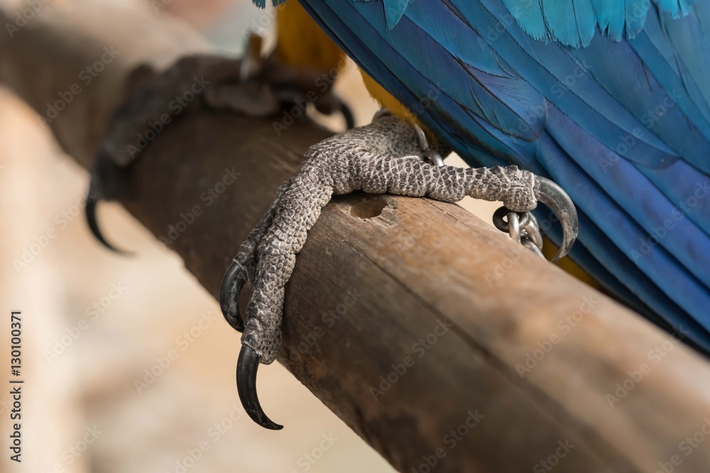 Parrot Feet. Macaw Stock Photo Adobe Stock
