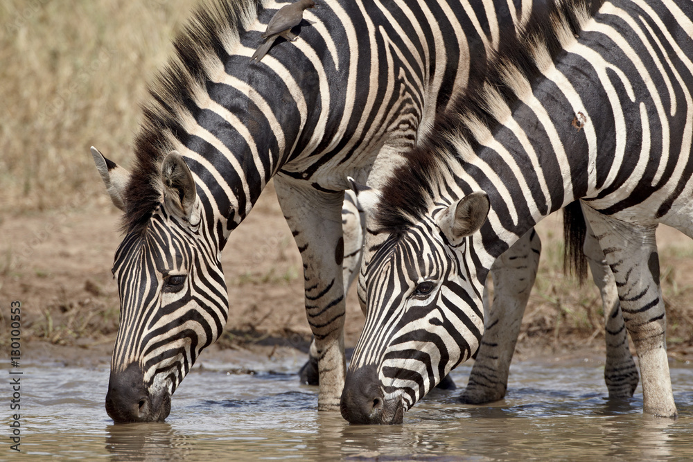 Two Chapman's zebra (Plains Zebra) (Equus burchelli antiquorum) drinking, Kruger National Park Two Chapman's zebra (Plains Zebra) (Equus burchelli antiquorum) drinking, Kruger National Park