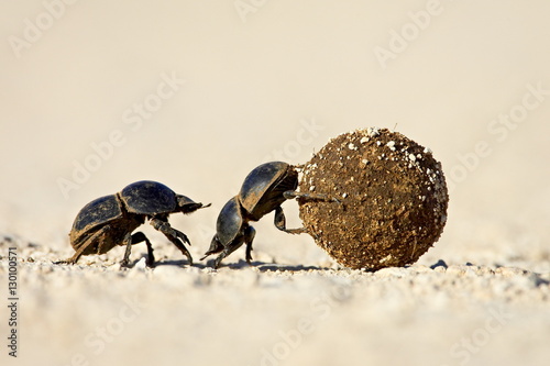 Two dung beetles rolling a dung ball, Addo Elephant National Park