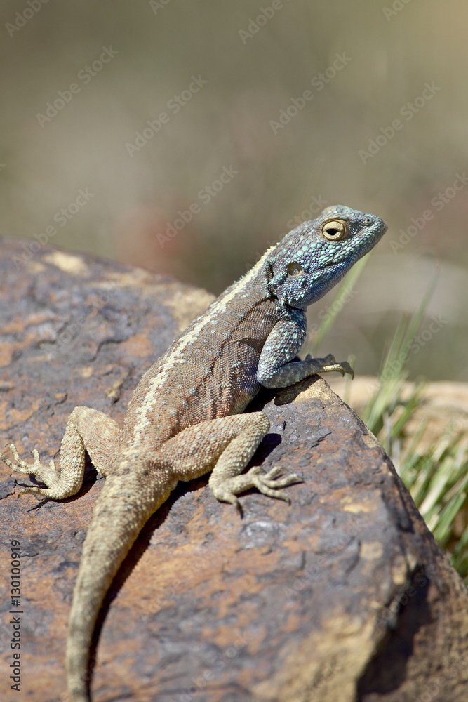 Southern rock agama (Agama atra atra), Mountain Zebra National Park Southern rock agama (Agama atra atra), Mountain Zebra National Park