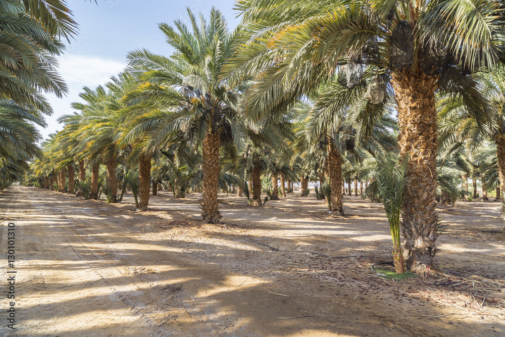 Obraz premium the growing palm trees