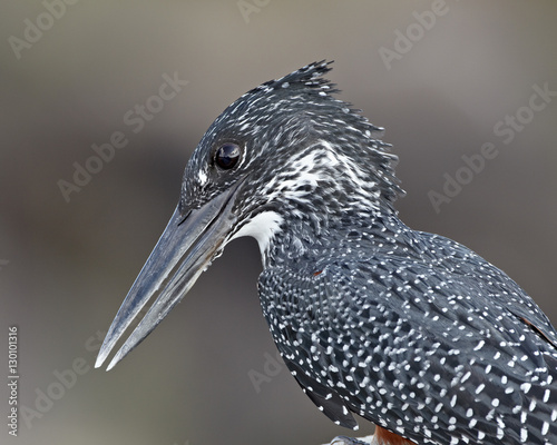 Giant kingfisher (Megaceryle maxima), Kruger National Park photo