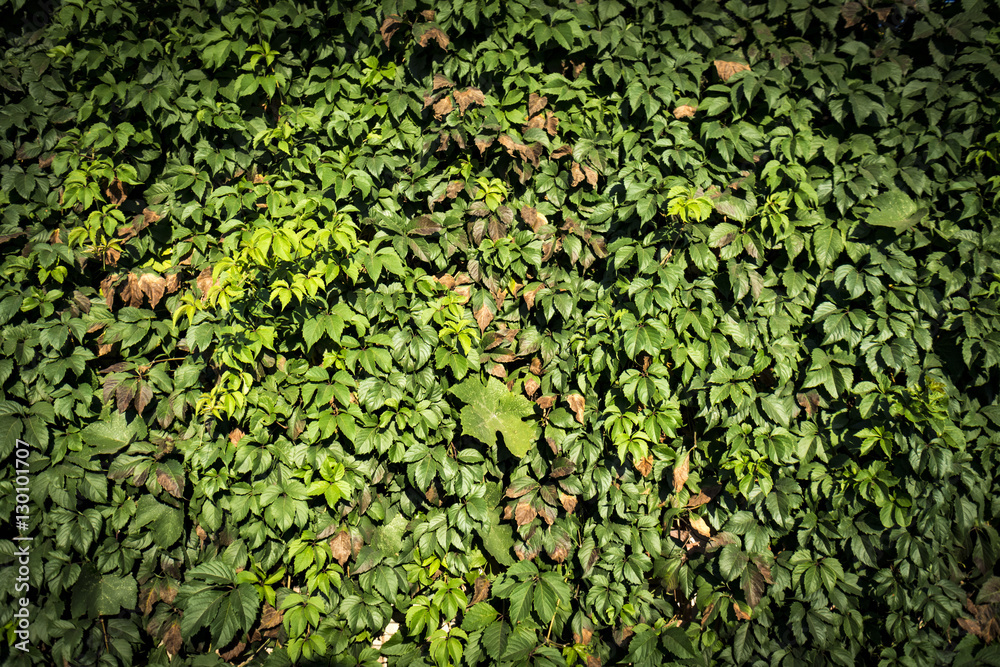 wall from green leaves wall from green leaves