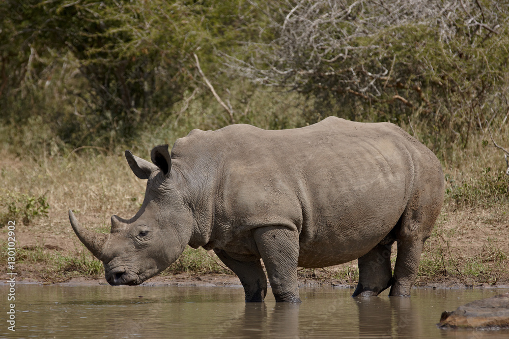 White rhinoceros (Ceratotherium simum), Kruger National Park White rhinoceros (Ceratotherium simum), Kruger National Park