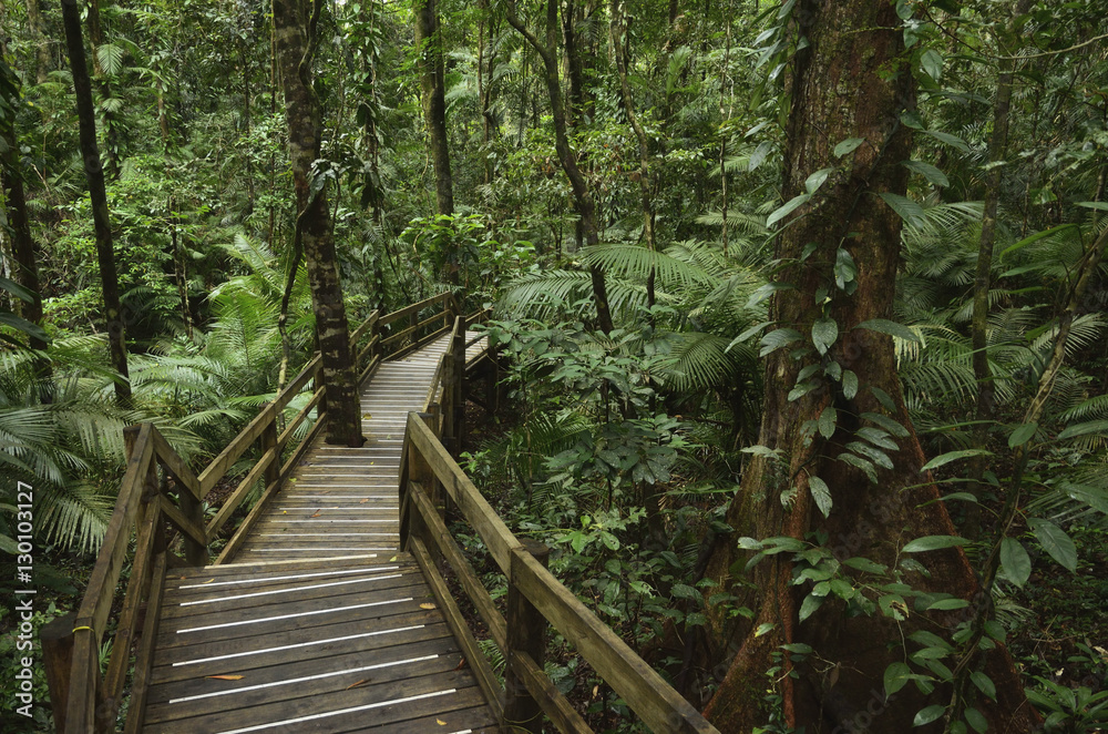 Boardwalk through rainforest, Daintree National Park, Queensland
