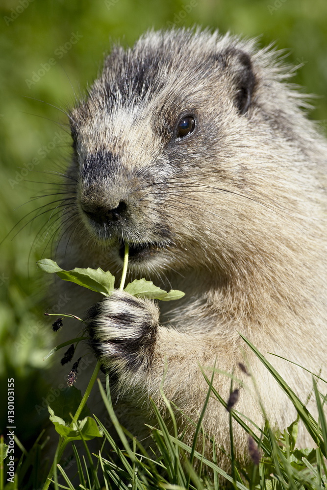 Hoary marmot (Marmota caligata) eating, Glacier National Park, Montana Hoary marmot (Marmota caligata) eating, Glacier National Park, Montana