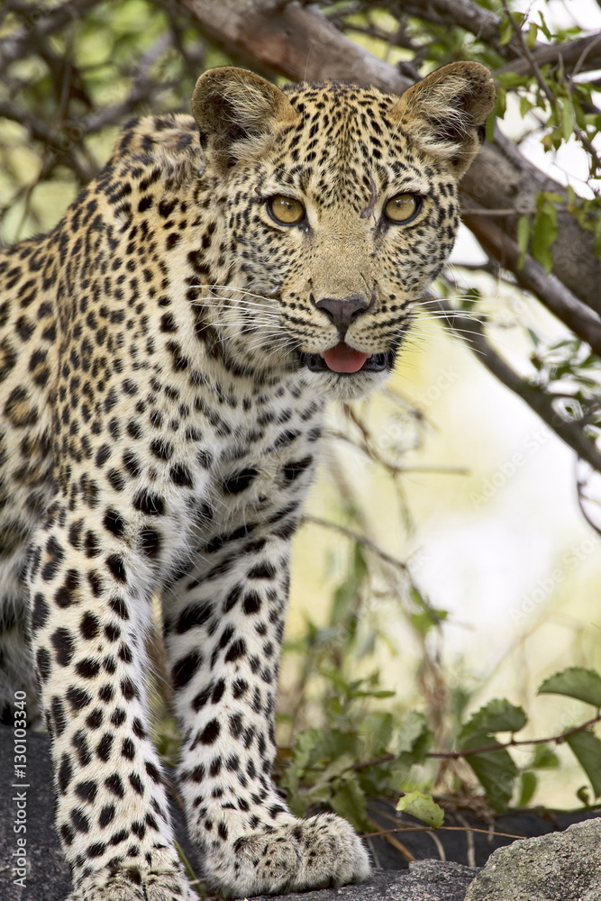 Young leopard (Panthera pardus), Kruger National Park Young leopard (Panthera pardus), Kruger National Park