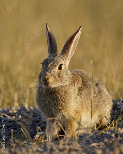 Desert cottontail (Sylvilagus auduboni), Wind Cave National Park, South Dakota
