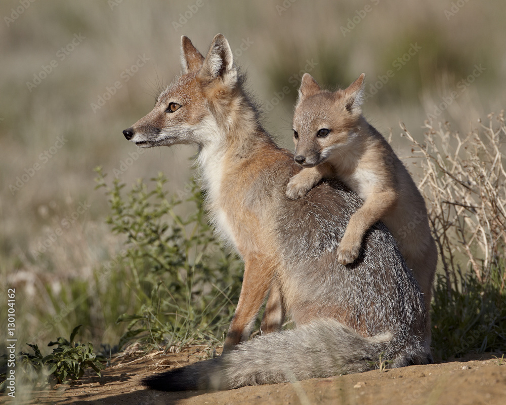 Swift fox (Vulpes velox) kit climbing on the vixen, Pawnee National Grassland, Colorado Swift fox (Vulpes velox) kit climbing on the vixen, Pawnee National Grassland, Colorado