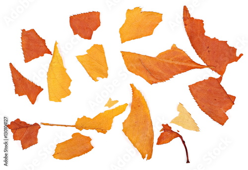 colorful pieces leaves isolated on white background, autumn texture 