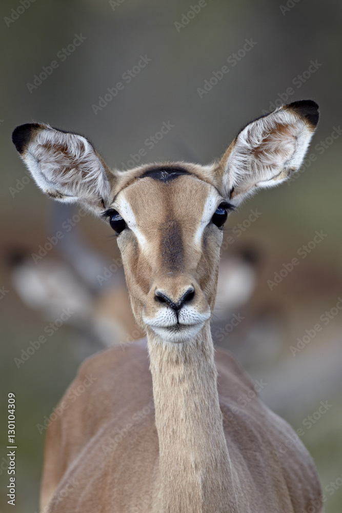Female impala (Aepyceros melampus), Kruger National Park Female impala (Aepyceros melampus), Kruger National Park