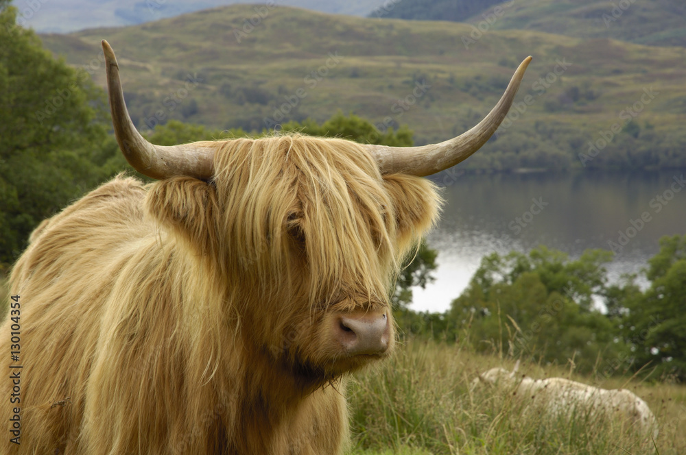 Highland cattle above Loch Katrine, Loch Lomond and Trossachs National Park, Stirling, Scotland Highland cattle above Loch Katrine, Loch Lomond and Trossachs National Park, Stirling, Scotland