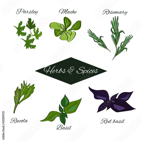 Herbs and spices set. Vector drawn spices of Italian cuisine. Engraving floral sketches with hand lettering text