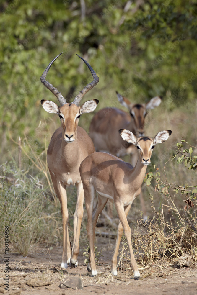 Male and female impala (Aepyceros melampus), Kruger National Park Male and female impala (Aepyceros melampus), Kruger National Park