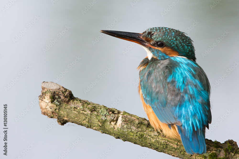 Fototapeta premium European Kingfisher