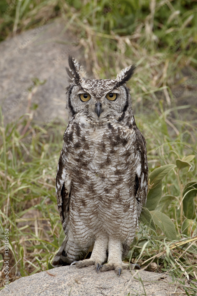 Spotted eagle owl (Bubo africanus) with its eyes open, Serengeti National Park, Tanzania Spotted eagle owl (Bubo africanus) with its eyes open, Serengeti National Park, Tanzania