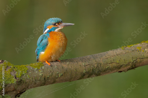 European Kingfisher © Wim