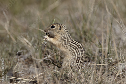 Thirteen-lined ground squirrel (Citellus tridecemlineatus) feeding, Pawnee National Grassland, Colorado photo