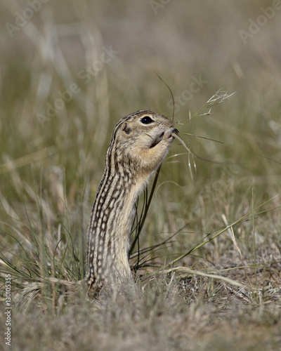 Thirteen-lined ground Squirrel (Citellus tridecemlineatus) feeding, Pawnee National Grassland, Colorado photo