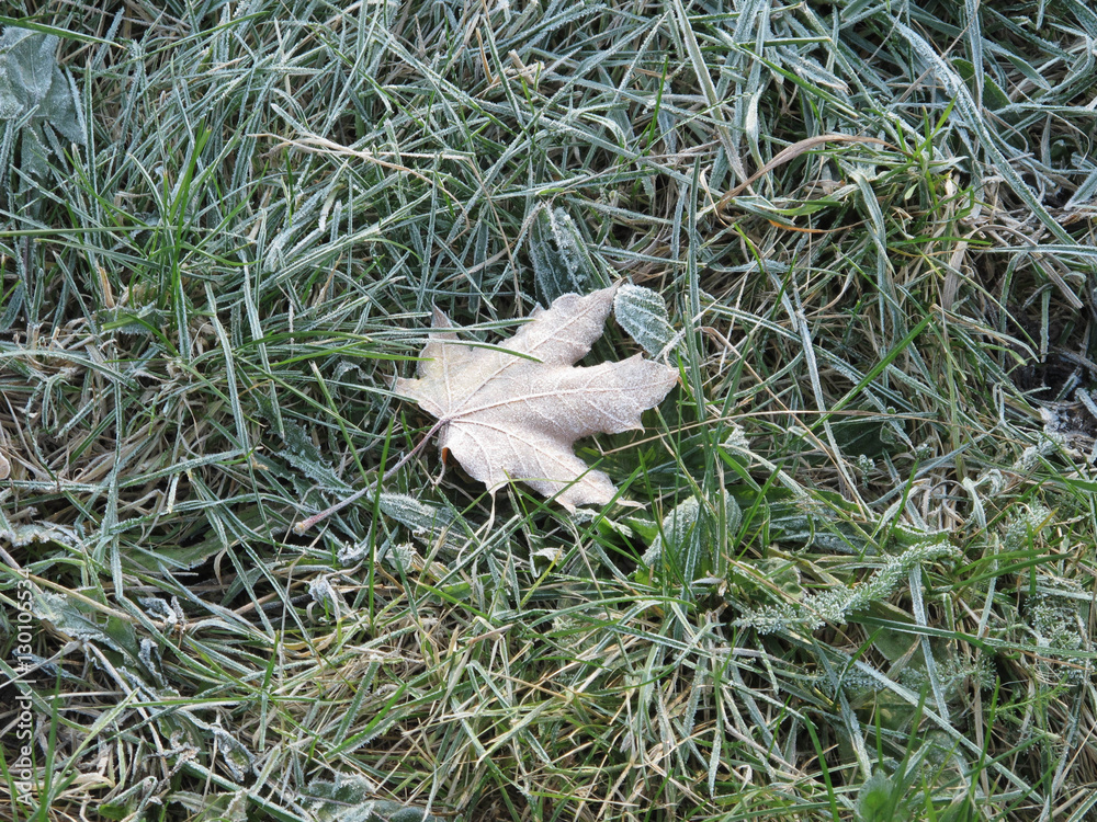 Obraz premium frozen abstract background of leaves and grass in the frost, park autumn, cold, freeze