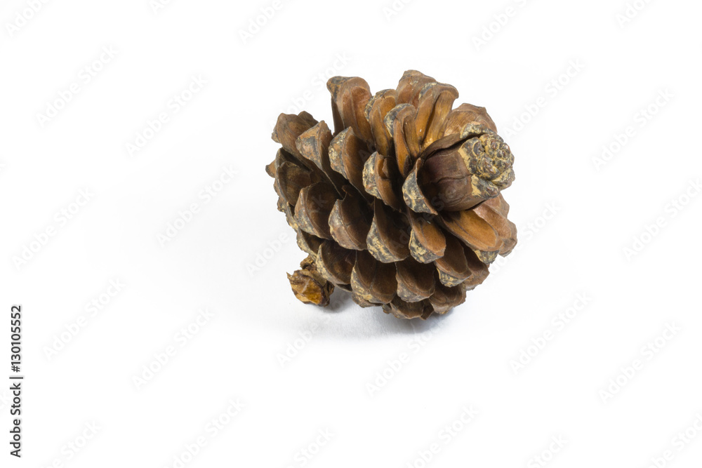 The pine cone. The pine cone.