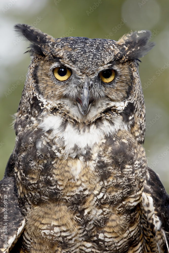 Great horned owl (Bubo virginianus) in captivity, Wasilla, Alaska Great horned owl (Bubo virginianus) in captivity, Wasilla, Alaska