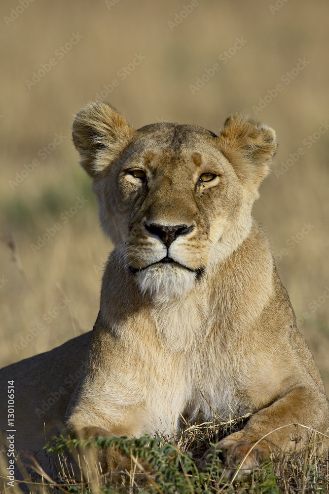 Lioness (Panthera leo), Masai Mara National Reserve, Kenya Lioness (Panthera leo), Masai Mara National Reserve, Kenya
