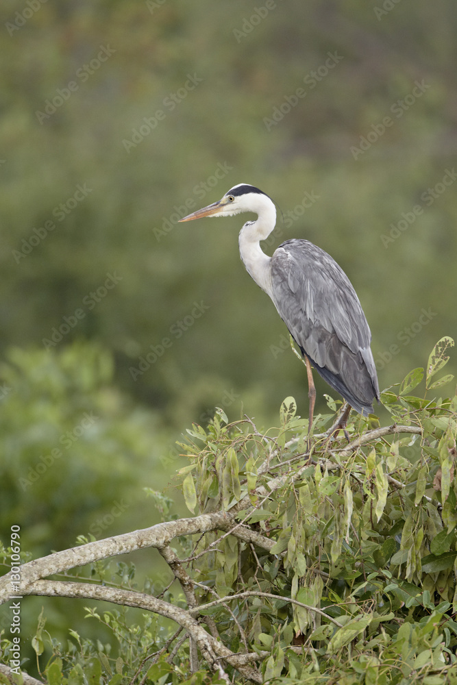 Grey heron (Ardea cinerea), Kruger National Park Grey heron (Ardea cinerea), Kruger National Park