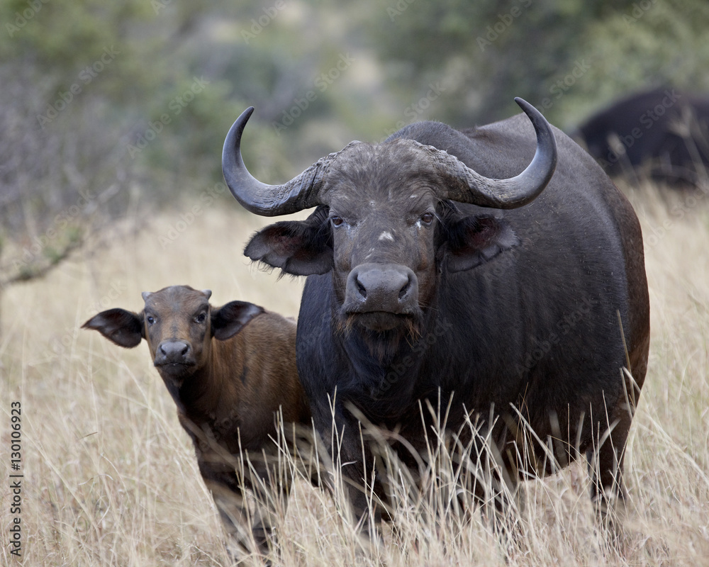 Cape buffalo (African buffalo) (Syncerus caffer) cow and calf, Kruger National Park Cape buffalo (African buffalo) (Syncerus caffer) cow and calf, Kruger National Park